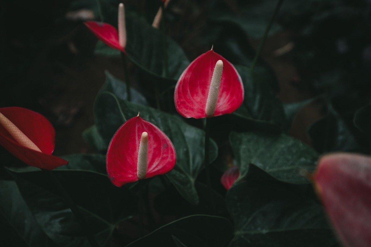 Anthurium in casa con fiori rossi, circondato da foglie verdi, su un tavolo in un ambiente luminoso.
