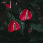 Fioritura di anthurium con foglie verdi lucide in un ambiente domestico.