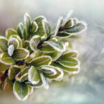 Piante protette dal freddo con teli e materiali isolanti nel giardino.