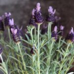 Talee di lavanda in vaso con radici visibili, pronte per essere trapiantate.