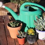 Piante grasse innaffiate correttamente con un annaffiatoio, in un ambiente luminoso.