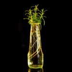 Talee di rosmarino in vaso con terriccio, pronte per la coltivazione.