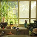 Piante con muffa visibile su foglie, illustrate nel contesto di un articolo su come eliminarle.