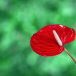 Fiori colorati di anthurium in un giardino, pronti per la cura e la coltivazione.