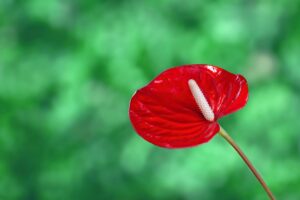 Fiori colorati di anthurium in un giardino, pronti per la cura e la coltivazione.