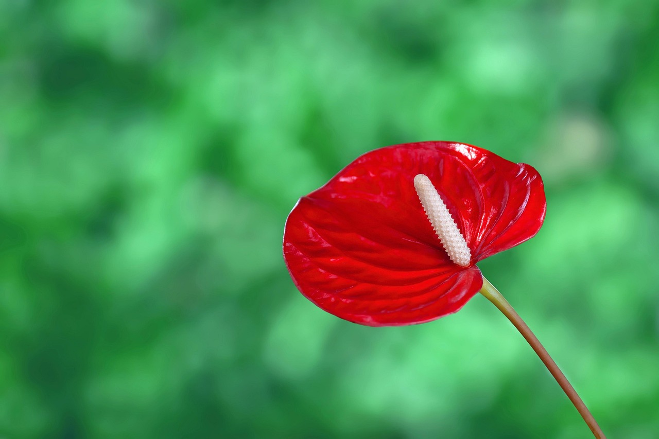 Fiori colorati di anthurium in un giardino, pronti per la cura e la coltivazione.