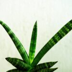 Innaffiatura della sanseveria con ghiaccio per prevenire il marciume radicale.